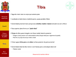 Anatomia do membro inferior
Tíbia
●
Segundo maior osso no corpo que sustenta peso
●
Localizada no lado ântero-medial da perna, quase paralela à fíbula
●
Extremidade proximal maior porque seus côndilos medial e lateral articulam-se com o fêmur
●
Face superior plana forma um “platô tibial”
●
Corpo da tíbia quase triangular com faces medial, lateral e posterior
– Margem (crista) anterior com tuberosidade da tíbia (fixação distal para o ligamento da patela)
– Mais fino na junção dos terços médio e distal
●
Crista rugosa (linha para o m sóleo) na face posterior da parte proximal
●
Extremidade distal da tíbia menor e com facetas para a articulação talocrural
– Maléolo medial
Estruturas
superficiais
Quadril
Coxa e
articulação
do joelho
Perna
Pé e
tornozelo
 