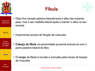 Anatomia do membro inferior
Fíbula
●
Osso fino situado póstero-lateralmente à tíbia não sustenta
peso, mas o seu maléolo lateral ajuda a manter o tálus no seu
encaixe
●
Importantes pontos de fixação de músculos
●
Cabeça da fíbula na extremidade proximal articula-se com a
parte póstero-lateral da tíbia
●
O corpo da fíbula é torcido e marcado pelos locais de fixação
de músculos
Estruturas
superficiais
Quadril
Coxa e
articulação
do joelho
Perna
Pé e
tornozelo
 