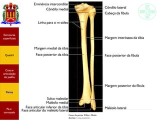 Anatomia do membro inferior
Estruturas
superficiais
Quadril
Coxa e
articulação
do joelho
Perna
Pé e
tornozelo
Eminência intercondilar
Côndilo medial
Linha para o m sóleo
Margem medial da tíbia
Face posterior da tíbia
Sulco maleolar
Maléolo medial
Face articular inferior da tíbia
Face articular do maléolo lateral
Maléolo lateral
Margem posterior da fíbula
Face posterior da fíbula
Margem interóssea da tíbia
Cabeça da fíbula
Côndilo lateral
 
