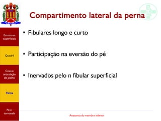 Anatomia do membro inferior
Compartimento lateral da perna
● Fibulares longo e curto
● Participação na eversão do pé
● Inervados pelo n fibular superficial
Estruturas
superficiais
Quadril
Coxa e
articulação
do joelho
Perna
Pé e
tornozelo
 