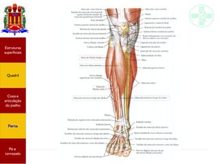 Anatomia do membro inferior
Estruturas
superficiais
Quadril
Coxa e
articulação
do joelho
Perna
Pé e
tornozelo
 