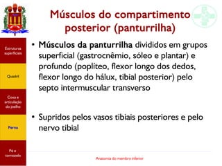 Anatomia do membro inferior
Músculos do compartimento
posterior (panturrilha)
● Músculos da panturrilha divididos em grupos
superficial (gastrocnêmio, sóleo e plantar) e
profundo (poplíteo, flexor longo dos dedos,
flexor longo do hálux, tibial posterior) pelo
septo intermuscular transverso
●
Supridos pelos vasos tibiais posteriores e pelo
nervo tibial
Estruturas
superficiais
Quadril
Coxa e
articulação
do joelho
Perna
Pé e
tornozelo
 