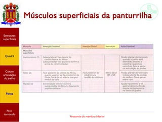 Anatomia do membro inferior
Músculos superficiais da panturrilha
Estruturas
superficiais
Quadril
Coxa e
articulação
do joelho
Perna
Pé e
tornozelo
 