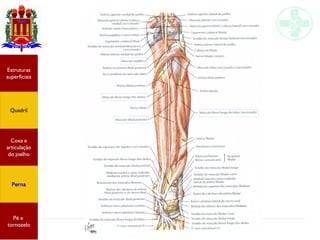 Anatomia do membro inferior
Estruturas
superficiais
Quadril
Coxa e
articulação
do joelho
Perna
Pé e
tornozelo
 