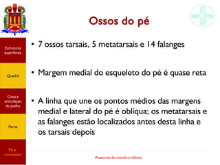 Anatomia do membro inferior
Ossos do pé
●
7 ossos tarsais, 5 metatarsais e 14 falanges
●
Margem medial do esqueleto do pé é quase reta
●
A linha que une os pontos médios das margens
medial e lateral do pé é oblíqua; os metatarsais e
as falanges estão localizados antes desta linha e
os tarsais depois
Estruturas
superficiais
Quadril
Coxa e
articulação
do joelho
Perna
Pé e
tornozelo
 