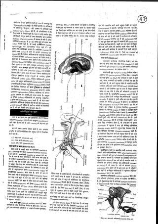 Anatomy 2nd semester 4th pepar