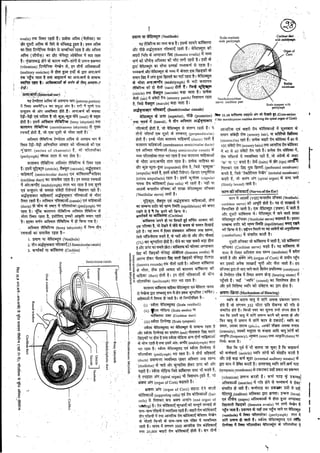 Anatomy 2nd semester 4th pepar
