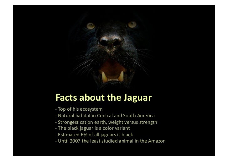 black jaguar foundation participate to preserve your planet