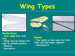 0 intro Insect Identification.ppt crop protection | PPT