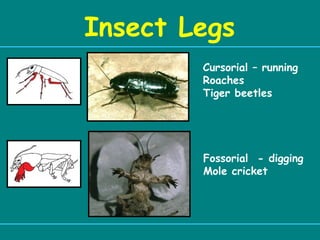 0 intro Insect Identification.ppt crop protection | PPT