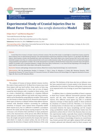 Research Article	
Volume 13 Issue 2 - November 2019
DOI: 10.19080/JFSCI.2019.13.555856
J Forensic Sci & Criminal Inves
Copyright © All rights are reserved by Felipe Otero
Experimental Study of Cranial Injuries Due to
Blunt Force Trauma: Sus scrofa domestica Model
Felipe Otero1
* and Marien Béguelin1,2
1
Universidad Nacional de Río Negro, Argentina
2
Anexo del Museo de La Plata, Universidad Nacional de La Plata, Argentina
Submission: November 01, 2019, Published: November 26, 2019
*Corresponding author: Felipe Otero, Universidad Nacional de Río Negro, Instituto de Investigación en Paleobiología y Geología, Av. Roca 1242,
(8332) General Roca, Río Negro. Argentina.
J Forensic Sci & Criminal Inves 13(2): JFSCI.MS.ID.555856 (2019) 001
Introduction
The analysis of trauma in human skeletal remains involves
the study of injury patterns [1-3]. Blunt force trauma may result
from impact with any hard surface. Some marks on bone may
result from the application of a force onto an area of impact
caused by hard elements with a rounded or blunt surface, such
as a stone, a baseball bat, a boleadora or a hammer. Different
weapons can produce different tool marks and injury patterns,
which can be identified by using different variables. These marks
are also known as blunt injuries [4,5]. Research and analysis of
these types of injuries in skeletal remains help address forensic
contexts with abundant evidence accounting for conflicting
situations. In forensic cases, human bones frequently exhibit
blunt injuries [6,7], but it is difficult to establish a correlation
between the marks and the injury-causing weapon [7-10]. This
is because a lot of factors that contribute to injury production
such as the characteristics of the person who effects the blows
(their physical conditions), the biomechanical properties of the
bone, the weight and speed reached by the weapon, the material
with which it is made, its contact surface, the size of the area
impacted, the direction of impact and the thickness of the scalp
and hair. The thickness of the bone also has an influence since
the bone material tends to break mainly in the thinnest areas
and therefore less resistant. The bones with greater volume need
to be impacted with a lot of energy to cause their fragmentation
[7-9].
In addition, there is a limited possibility of bone’s response
to blunt force trauma: different instruments generate similar
injuries and the same instrument can generate different
injuries. Also, different causal agents (e.g. falls or accidental
impacts) converge in blunt injuries similar to those produced
by situations of violence [3,10-13]. Therefore, it is necessary
to develop frames of reference that can establish a cause-effect
association between the injury morphology and the weapon
using a probabilistic model, and experimental studies have the
potential to achieve this [1-3,10,14-16]. However, there are very
few experimental studies, especially those aimed at identifying
the weapon that caused the blunt injury [15,17]. The aim of this
paper is to contribute to knowledge of injuries on cranial bones
(e.g. frontal, parietal (left and right), temporal (left and right),
occipital, sphenoid and ethmoid) made by blunt weapons and
Abstract
Cranial blunt force trauma is of major concern in forensic sciences. The aim of this study is to shed light on cranial bone trauma caused by
blunt weapons from an experimental perspective. The experimentation involved the production of blunt injuries to 21 pig skulls with different
objects: metal hammer, wooden club (baseball bat), stone and boleadora. These blunt objects were chosen because they can be easily used as
homicidal weapons since they are common elements that can be seen in daily situations today. The marks produced were recorded and analyzed
using quantitative and qualitative variables. The results showed that it is possible to identify the blunt weapon that caused the injury through the
analysis of variables such as maximum diameter or depth of the bone injury. Furthermore, it was observed that depending on the damage, the
injury could be associated with a blunt object with specific characteristics.
Keywords: Forensic anthropology; Interpersonal violence; Blunt force trauma; Experimental design; Sus scrofa domestica
Abbreviations: PIN: Pig Identification Number; H: Hummer; C: Club; S: Stone; B: Boleadora; D: Depth; MD: Maximum Diameter; PMD:
Perpendicular Diameter; LF: Linear Fracture; CF: Concentric Fracture; SF: Stellate Fracture; RE: Raised Edges; FA: Fragments Attached to Fracture
Edges; BL: Bone Loss; RB: Redundant Blows
 