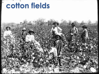 cotton fields 
 