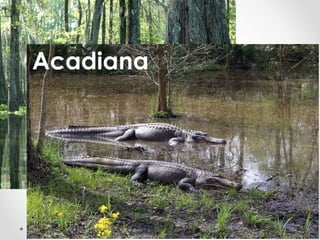 Acadiana 
 