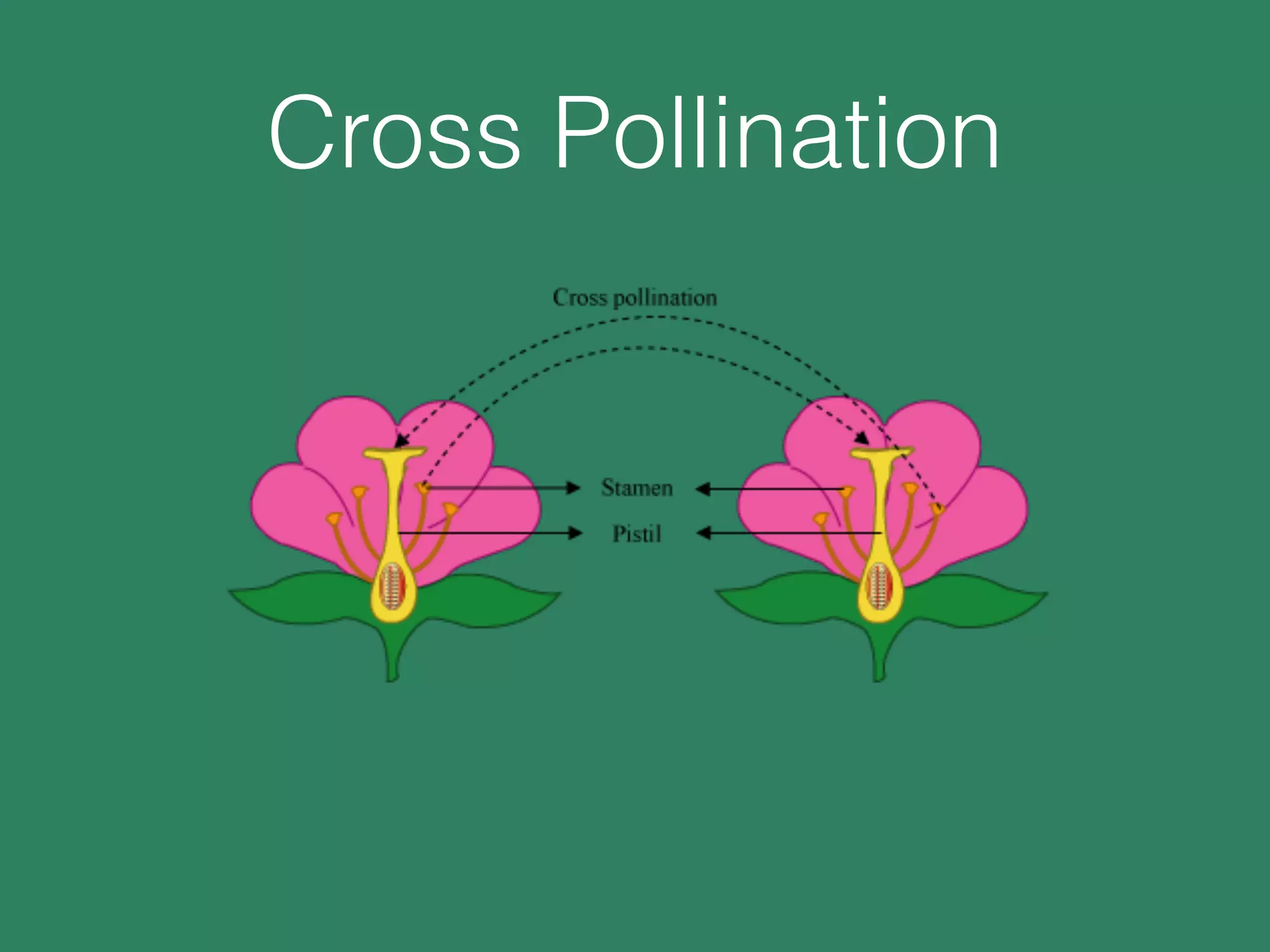 Cross Pollination