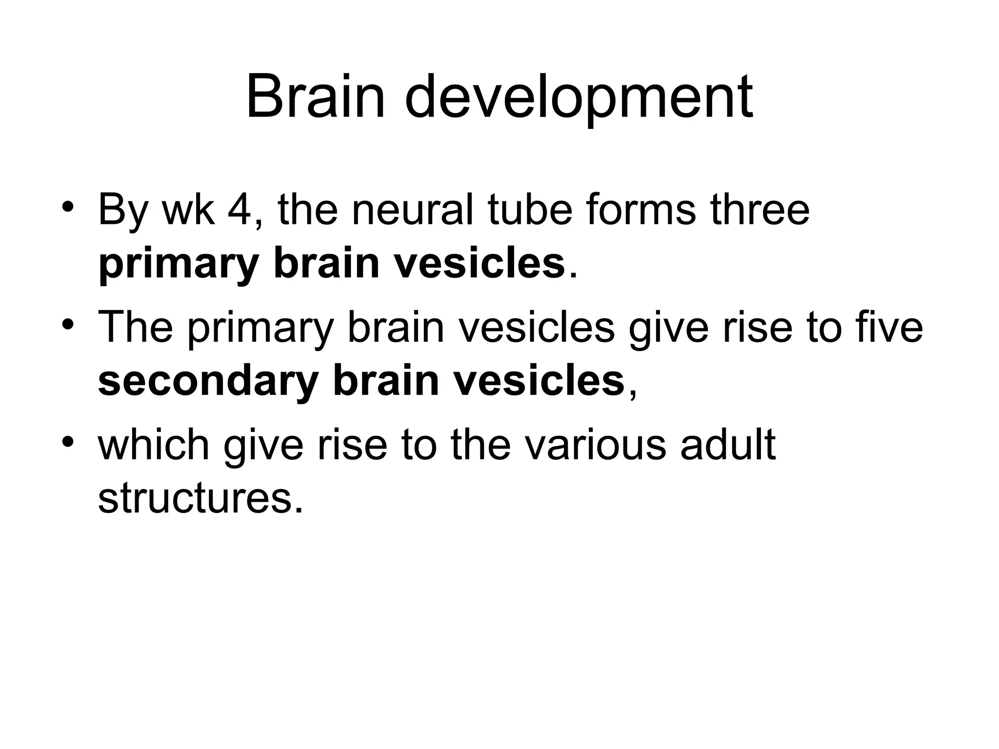 Brain development
• By wk 4, the neural tube forms three
primary brain vesicles.
• The primary brain vesicles give rise to five
secondary brain vesicles,
• which give rise to the various adult
structures.
 