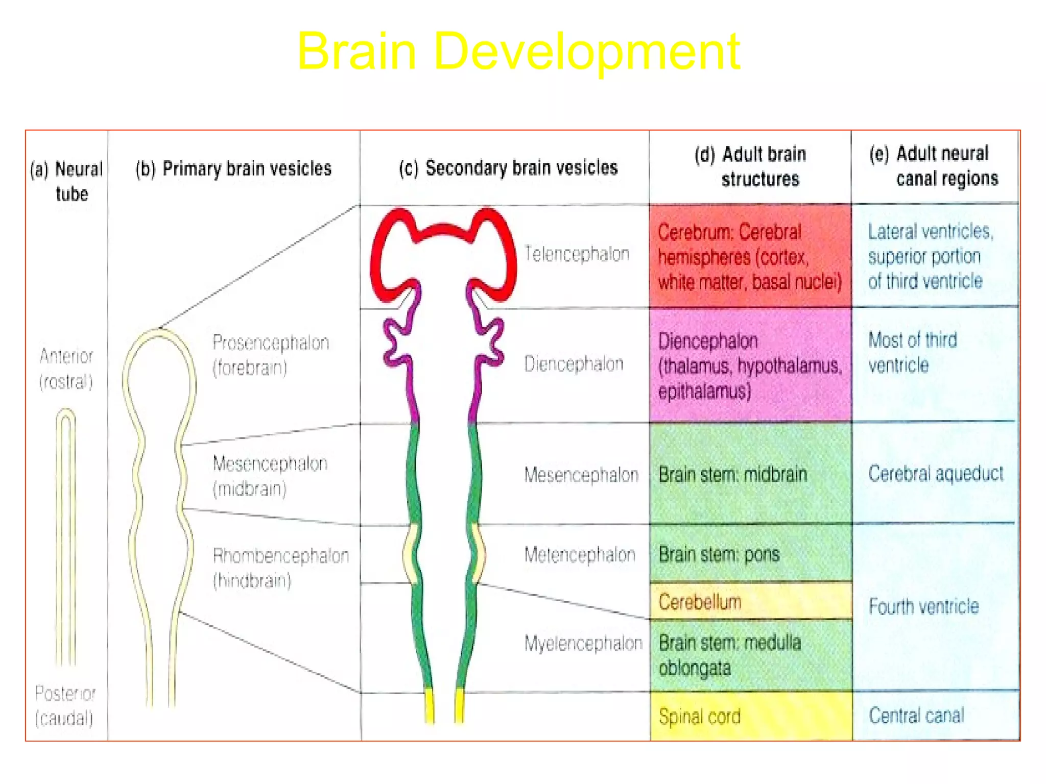 Brain Development
 