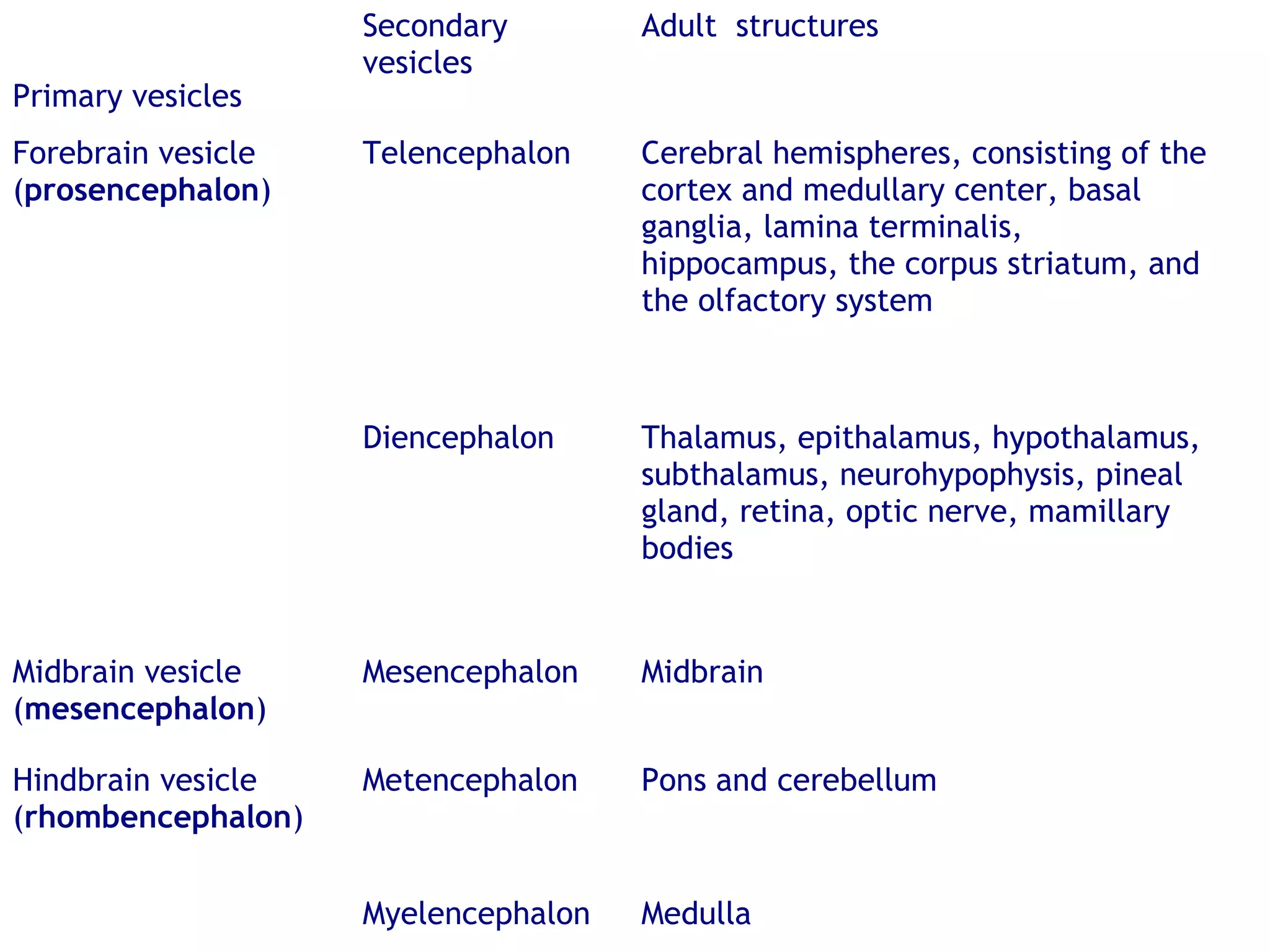 Primary vesicles
Secondary
vesicles
Adult structures
Forebrain vesicle
(prosencephalon)
Telencephalon Cerebral hemispheres, consisting of the
cortex and medullary center, basal
ganglia, lamina terminalis,
hippocampus, the corpus striatum, and
the olfactory system
  Diencephalon Thalamus, epithalamus, hypothalamus,
subthalamus, neurohypophysis, pineal
gland, retina, optic nerve, mamillary
bodies
Midbrain vesicle
(mesencephalon)
Mesencephalon Midbrain
Hindbrain vesicle
(rhombencephalon)
Metencephalon Pons and cerebellum
  Myelencephalon Medulla
 