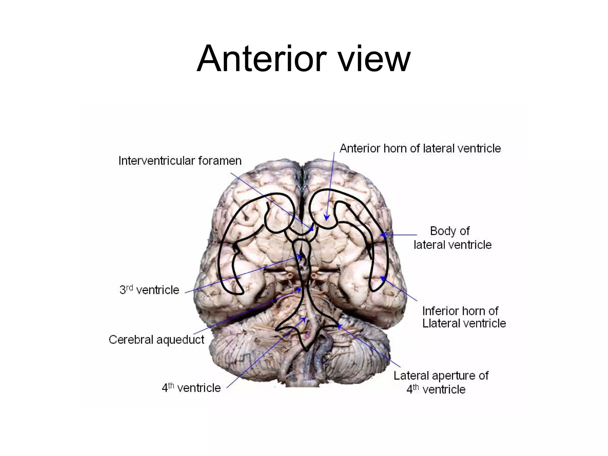 Anterior view
 