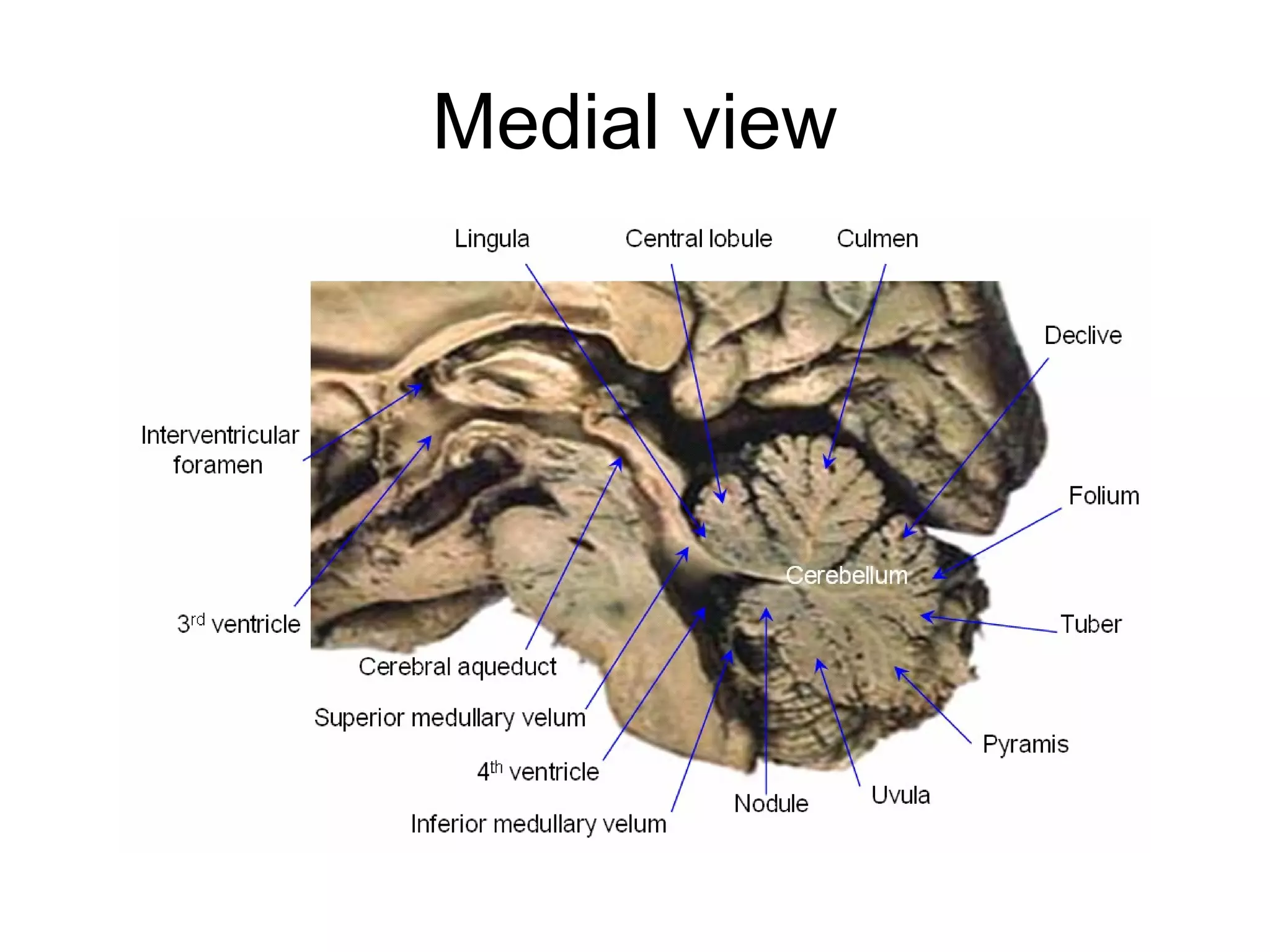 Medial view
 