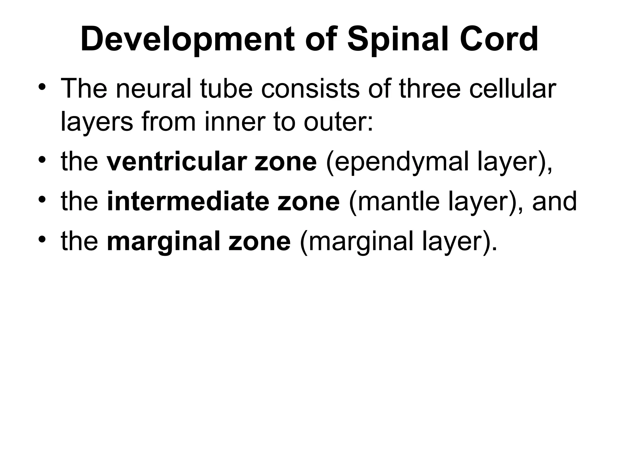 Development of Spinal Cord
• The neural tube consists of three cellular
layers from inner to outer:
• the ventricular zone (ependymal layer),
• the intermediate zone (mantle layer), and
• the marginal zone (marginal layer).
 