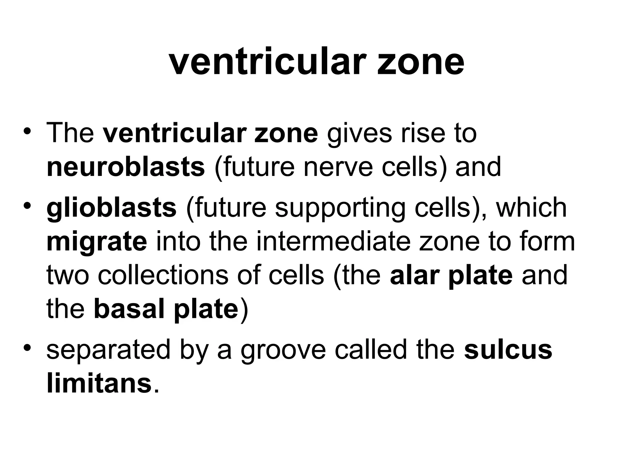 ventricular zone
• The ventricular zone gives rise to
neuroblasts (future nerve cells) and
• glioblasts (future supporting cells), which
migrate into the intermediate zone to form
two collections of cells (the alar plate and
the basal plate)
• separated by a groove called the sulcus
limitans.
 