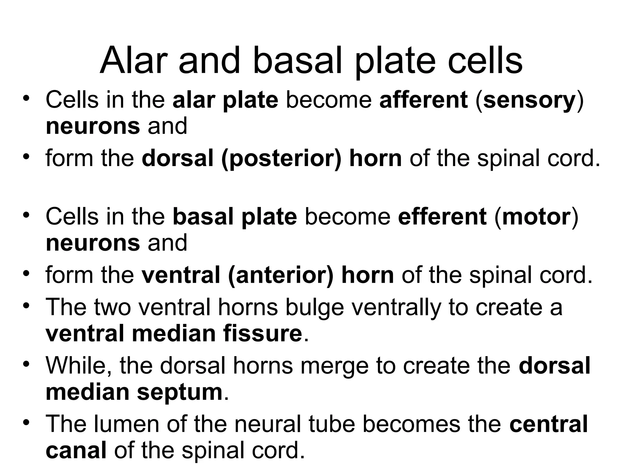 Alar and basal plate cells
• Cells in the alar plate become afferent (sensory)
neurons and
• form the dorsal (posterior) horn of the spinal cord.
• Cells in the basal plate become efferent (motor)
neurons and
• form the ventral (anterior) horn of the spinal cord.
• The two ventral horns bulge ventrally to create a
ventral median fissure.
• While, the dorsal horns merge to create the dorsal
median septum.
• The lumen of the neural tube becomes the central
canal of the spinal cord.
 