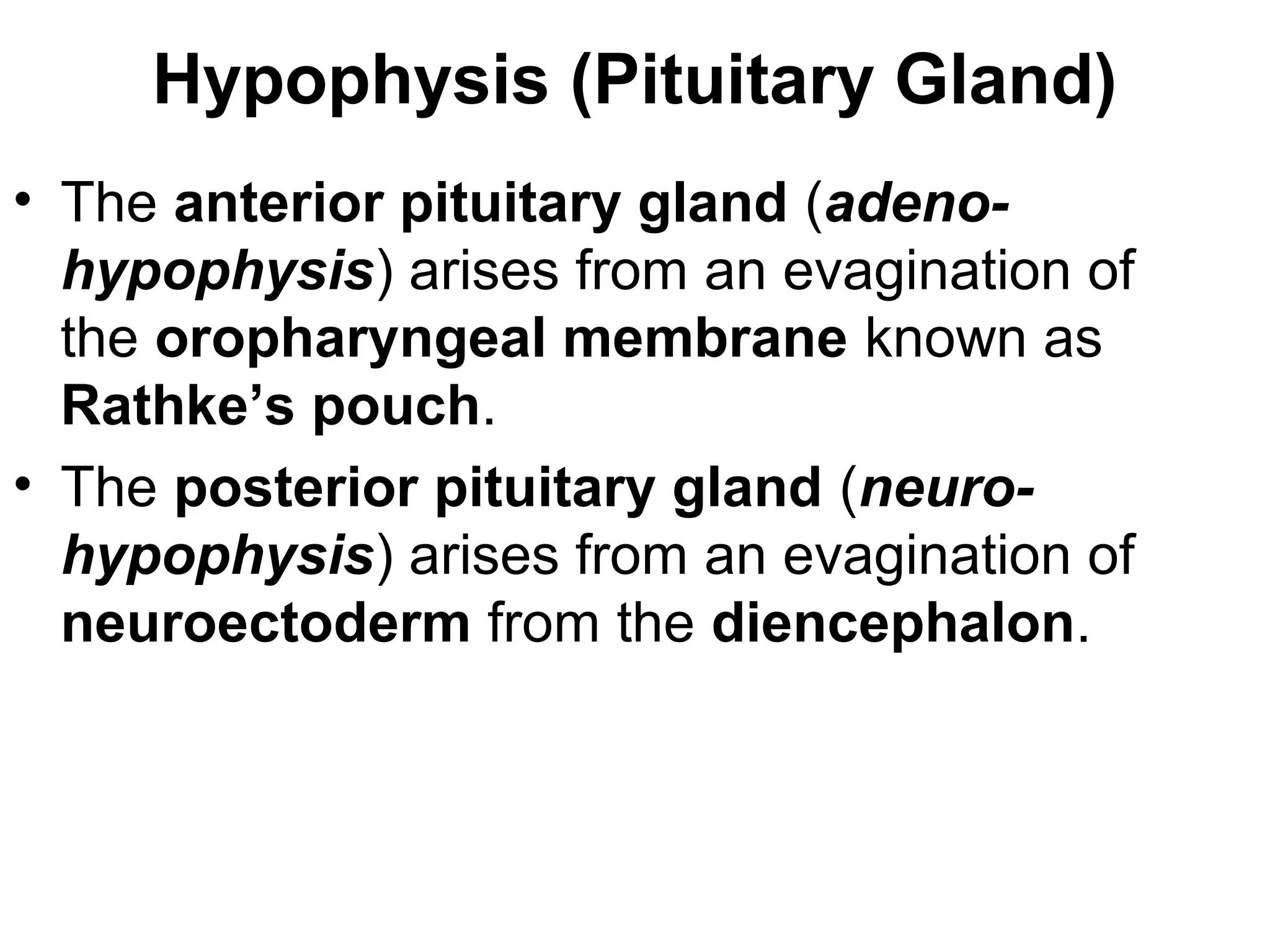 Hypophysis (Pituitary Gland)
• The anterior pituitary gland (adeno-
hypophysis) arises from an evagination of
the oropharyngeal membrane known as
Rathke’s pouch.
• The posterior pituitary gland (neuro-
hypophysis) arises from an evagination of
neuroectoderm from the diencephalon.
 