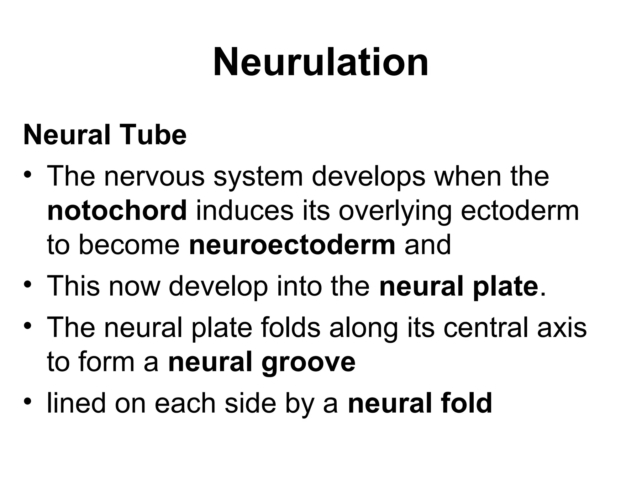 Neurulation
Neural Tube
• The nervous system develops when the
notochord induces its overlying ectoderm
to become neuroectoderm and
• This now develop into the neural plate.
• The neural plate folds along its central axis
to form a neural groove
• lined on each side by a neural fold
 