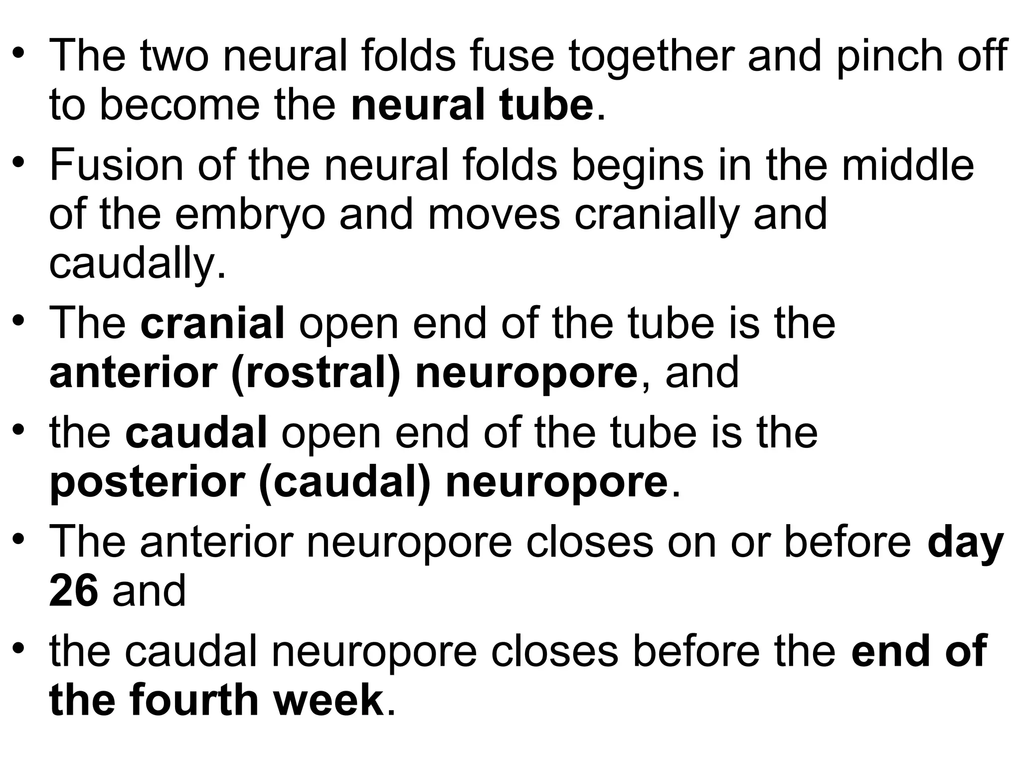 • The two neural folds fuse together and pinch off
to become the neural tube.
• Fusion of the neural folds begins in the middle
of the embryo and moves cranially and
caudally.
• The cranial open end of the tube is the
anterior (rostral) neuropore, and
• the caudal open end of the tube is the
posterior (caudal) neuropore.
• The anterior neuropore closes on or before day
26 and
• the caudal neuropore closes before the end of
the fourth week.
 