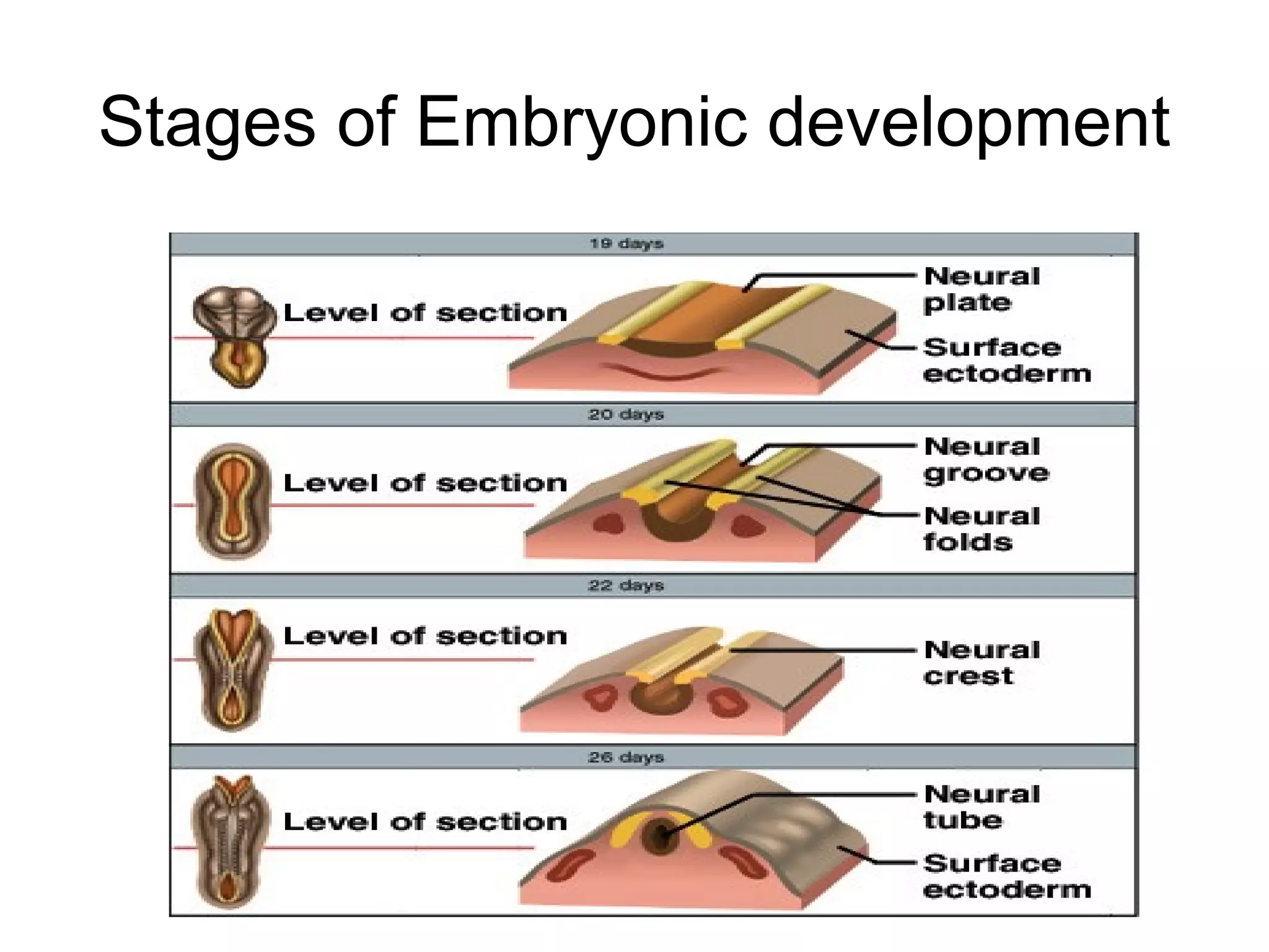 Stages of Embryonic development
 