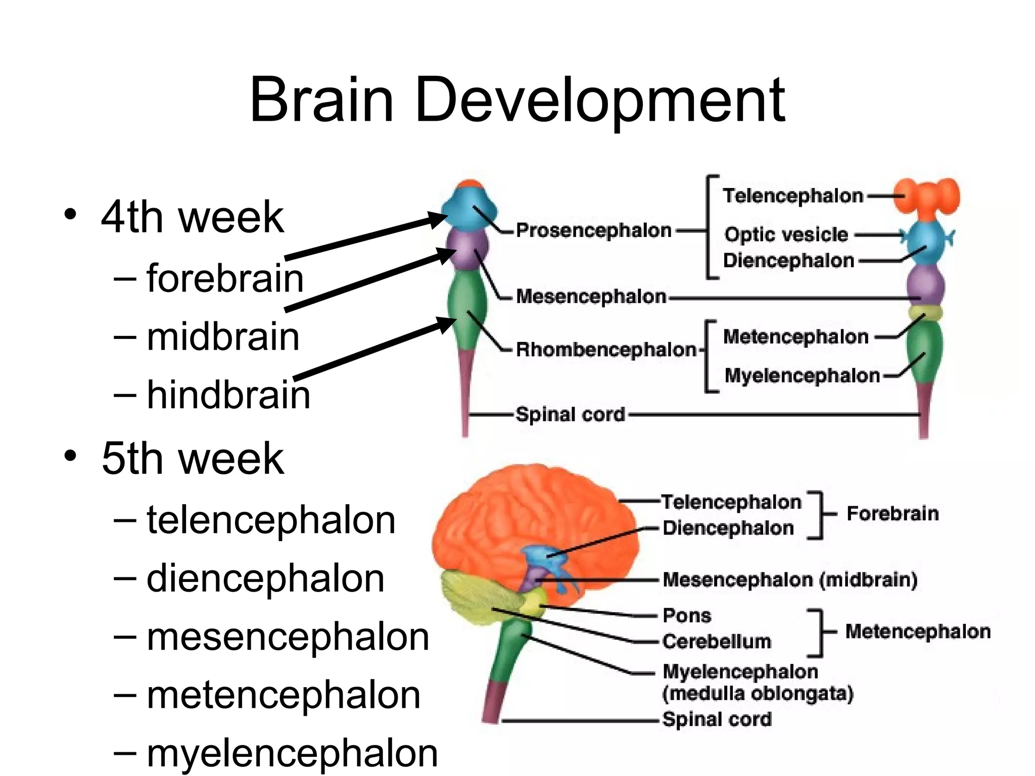 Brain Development
• 4th week
– forebrain
– midbrain
– hindbrain
• 5th week
– telencephalon
– diencephalon
– mesencephalon
– metencephalon
– myelencephalon
 
