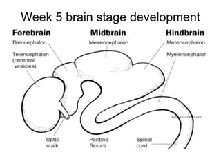Week 5 brain stage development
 