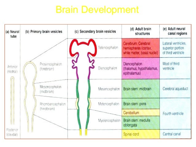 cns development development of the brain