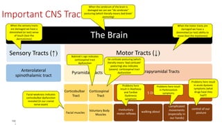 102
|
The Brain
Sensory Tracts (↑)
Anterolateral
spinothalamic tract
Motor Tracts (↓)
Pyramidal Tracts
Corticobulbar
Tract
Corticospinal
Tract
Facial muscles
Voluntary Body
Muscles
Extrapyramidal Tracts
5 Different Tracts
involuntary
motor reflexes
walking about
complicated
movements
(especially in
our hands)
control of our
posture
When the sensory tracts
are damaged we have a
diminished (or lost) sense
of touch (test the
dermatomes)
When the motor tracts are
damaged we have a
diminished (or lost) ability to
move (test the myotomes)
Babinski’s sign indicates
corticospinal tract
dysfunction
De corticate posturing (which
literally means ‘bad corticate’
posturing) also indicates
(severe) corticospinal tract
dysfunction
Problems here
result in Akathesia
and Tardive
Dyskinesia
symptoms
Problems here result
in Parkinsonism
symptoms
Problems here result
in acute dystonic
symptoms (what
drugs have they
had?)
Important CNS Tracts – Overview
When the cerebrum of the brain is
damaged we can see “de cerebrate”
posturing (which literally means bad brain’
posturing)
Facial weakness indicates
corticobulbar dysfunction
revealed (in our cranial
nerve exam)
 