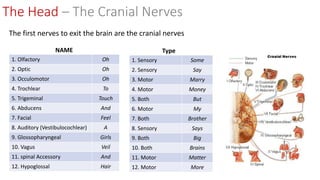 The first nerves to exit the brain are the cranial nerves
1. Olfactory Oh
2. Optic Oh
3. Occulomotor Oh
4. Trochlear To
5. Trigeminal Touch
6. Abducens And
7. Facial Feel
8. Auditory (Vestibulocochlear) A
9. Glossopharyngeal Girls
10. Vagus Veil
11. spinal Accessory And
12. Hypoglossal Hair
1. Sensory Some
2. Sensory Say
3. Motor Marry
4. Motor Money
5. Both But
6. Motor My
7. Both Brother
8. Sensory Says
9. Both Big
10. Both Brains
11. Motor Matter
12. Motor More
NAME Type
The Head – The Cranial Nerves
 