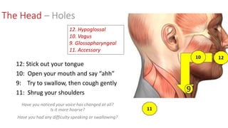 The Head – Holes
12. Hypoglossal
10. Vagus
9. Glossopharyngeal
11. Accessory
12: Stick out your tongue
10: Open your mouth and say “ahh”
9: Try to swallow, then cough gently
11: Shrug your shoulders
Have you noticed your voice has changed at all?
Is it more hoarse?
Have you had any difficulty speaking or swallowing?
 