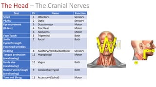 Test CN Name Function
Smell 1 Olfactory Sensory
PEARL 2 Optic Sensory
Eye movement
(H-test)
3 Occulomotor Motor
4 Trochlear Motor
6 Abducens Motor
Face Touch 5 Trigeminal Both
Smile
Eyelid Strength
Forehead wrinkles
7 Facial Both
Hearing 8 Auditory/Vestibulocochlear Sensory
Tongue protrusion
(swallowing)
12 Hypoglossal Motor
Uvula rise
(swallowing)
10 Vagus Both
Hoarse Voice/Cough
(swallowing)
9 Glossopharyngeal Both
Turn and Shrug 11 Accessory (Spinal) Motor
The Head – The Cranial Nerves
 