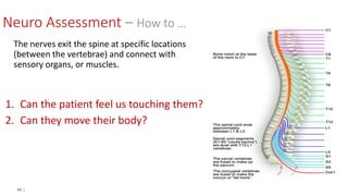 64 |
The nerves exit the spine at specific locations
(between the vertebrae) and connect with
sensory organs, or muscles.
1. Can the patient feel us touching them?
2. Can they move their body?
Neuro Assessment – How to …
 