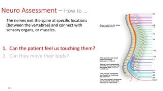 65 |
The nerves exit the spine at specific locations
(between the vertebrae) and connect with
sensory organs, or muscles.
1. Can the patient feel us touching them?
2. Can they move their body?
Neuro Assessment – How to …
 