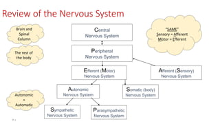 7 |
Review of the Nervous System
Brain and
Spinal
Column
“SAME”
Sensory = Afferent
Motor = Efferent
Autonomic
=
Automatic
Central
Nervous System
Peripheral
Nervous System
Efferent (Motor)
Nervous System
Autonomic
Nervous System
Sympathetic
Nervous System
Parasympathetic
Nervous System
Afferent (Sensory)
Nervous System
Somatic (body)
Nervous System
The rest of
the body
 