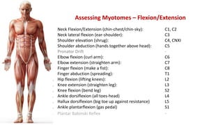 Assessing Myotomes – Flexion/Extension
1. Neck Flexion/Extension (chin-chest/chin-sky): C1, C2
2. Neck lateral flexion (ear-shoulder): C3
3. Shoulder elevation (shrug): C4, CNXI
4. Shoulder abduction (hands together above head): C5
5. Pronator Drift -
6. Elbow flexion (curl arm): C6
7. Elbow extension (straighten arm): C7
8. Finger flexion (make a fist): C8
9. Finger abduction (spreading): T1
10. Hip flexion (lifting knees): L2
11. Knee extension (straighten leg): L3
12. Knee flexion (bend leg) S2
13. Ankle dorsiflexion (all toes-head) L4
14. Hallux dorsiflexion (big toe up against resistance) L5
15. Ankle plantarflexion (gas pedal) S1
16. Plantar Babinski Reflex -
 
