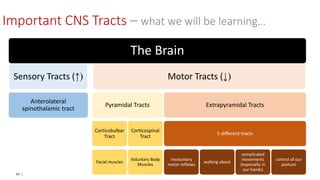 84 |
Important CNS Tracts – what we will be learning…
The Brain
Sensory Tracts (↑)
Anterolateral
spinothalamic tract
Motor Tracts (↓)
Pyramidal Tracts
Corticobulbar
Tract
Facial muscles
Corticospinal
Tract
Voluntary Body
Muscles
Extrapyramidal Tracts
5 different tracts
involuntary
motor reflexes
walking about
complicated
movements
(especially in
our hands)
control of our
posture
 