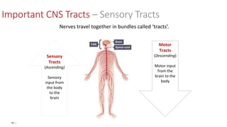 85 |
Nerves travel together in bundles called ‘tracts’.
Sensory
Tracts
(Ascending)
Sensory
input from
the body
to the
brain
Motor
Tracts
(Descending)
Motor input
from the
brain to the
body
Important CNS Tracts – Sensory Tracts
 