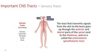 86 |
The tract that transmits signals
from the skin to the brain goes
up through the anterior and
lateral parts of the spinal cord
to the thalamus, and so is
called the anterolateral
spinothalamic tract
Important CNS Tracts – Sensory Tracts
Sensory
Tracts
(Ascending)
Sensory
input from
the body
to the
brain
 