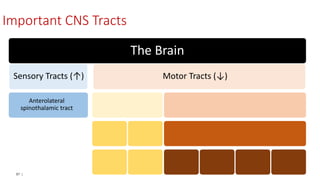 87 |
The Brain
Important CNS Tracts
Sensory Tracts (↑) Motor Tracts (↓)
Anterolateral
spinothalamic tract
 
