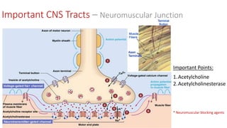 89 |
Important Points:
1.Acetylcholine
2.Acetylcholinesterase
Important CNS Tracts – Neuromuscular Junction
* Neuromuscular blocking agents
 