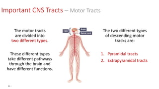 90 |
The motor tracts
are divided into
two different types.
These different types
take different pathways
through the brain and
have different functions.
The two different types
of descending motor
tracks are:
1. Pyramidal tracts
2. Extrapyramidal tracts
Important CNS Tracts – Motor Tracts
 
