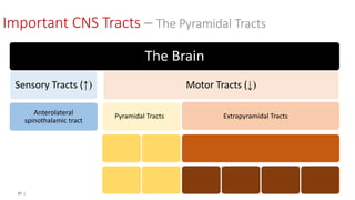 91 |
The Brain
Sensory Tracts (↑)
Anterolateral
spinothalamic tract
Motor Tracts (↓)
Pyramidal Tracts Extrapyramidal Tracts
Important CNS Tracts – The Pyramidal Tracts
 