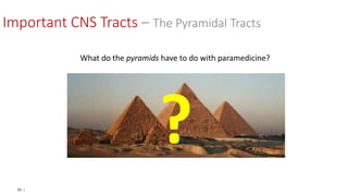 92 |
What do the pyramids have to do with paramedicine?
?
Important CNS Tracts – The Pyramidal Tracts
 