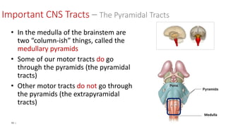 93 |
• In the medulla of the brainstem are
two “column-ish” things, called the
medullary pyramids
• Some of our motor tracts do go
through the pyramids (the pyramidal
tracts)
• Other motor tracts do not go through
the pyramids (the extrapyramidal
tracts)
Medulla
Important CNS Tracts – The Pyramidal Tracts
 